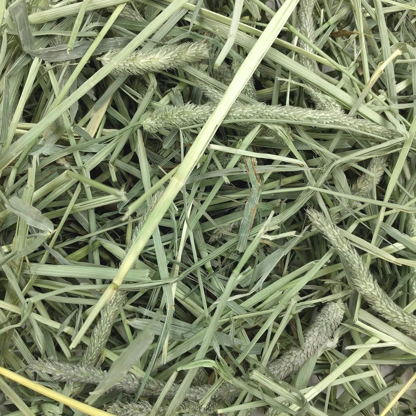 Animal Health Western Timothy Hay - All Natural Hay for Rabbits, Guinea Pigs, Chinchillas, Hamsters & Gerbils - 90 Oz.